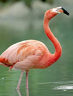 flamingo_photo[1].jpg